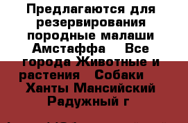 Предлагаются для резервирования породные малаши Амстаффа  - Все города Животные и растения » Собаки   . Ханты-Мансийский,Радужный г.